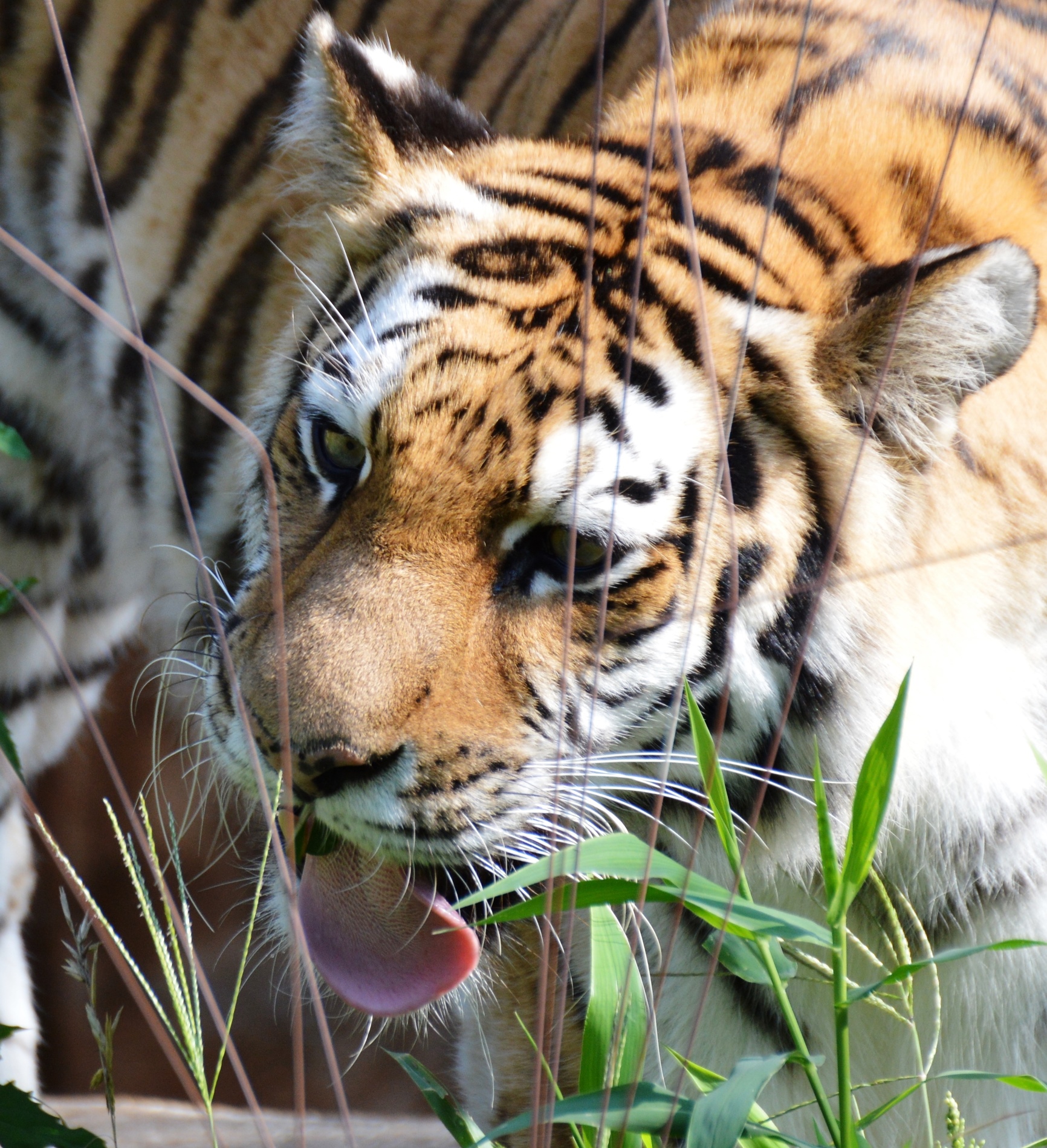 Cat - Tiger - Columbia Zoo - 2014 07 - 02